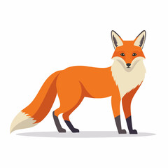 Obraz premium Illustration of an orange fox standing against a white background in a cartoon style