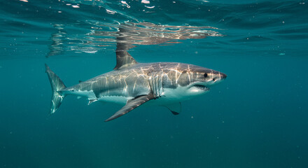 Fototapeta premium great white shark fish swimming in the water