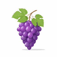 Illustration of vibrant purple grapes with green leaves on a white background