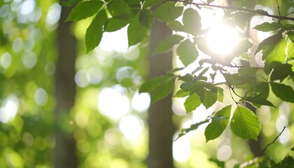 Sunlit green leaves and bokeh in a forest