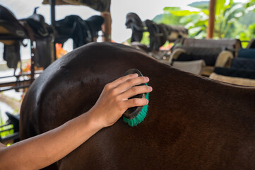 Unknown horseman brushing and cleaning house fur in stable