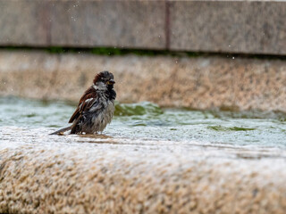 House Sparrow, male bathes in the water of a bird watering hole. He sprays water.