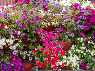 Lilac flowers close up. Bouquet of purple flowers. City flower beds, a beautiful and well-groomed garden with flowering bushes.
