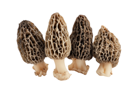 Four morel mushrooms, close-up.  Gray-brown caps, light beige stems, intricate network of ridges and pores.  High-quality food photography