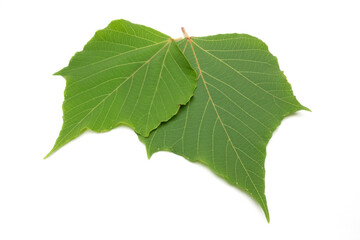 アカメガシワの葉