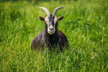 Black goat with curved horns resting quietly in tall green grass on a sunny pasture, looking directly at the camera
