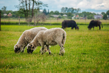 Two Valais Blacknose sheep with curled horns grazing on green pasture with buffalo in the background