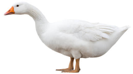 White goose isolated on transparent background with detailed feathers and orange beak