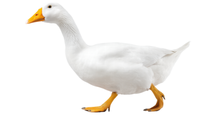 White duck isolated on transparent background with orange beak and webbed feet
