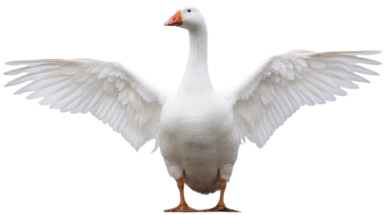 White goose isolated on transparent background with wings spread wide open