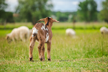 Obraz premium Spotted brown baby goat standing on grass and looking at grazing sheep in a rural summer pasture