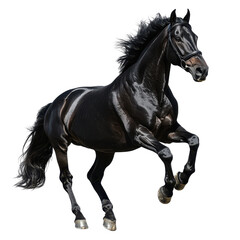 Obraz premium Full body portrait of a black Arabian horse isolated on white background.