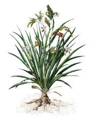 Obraz premium Rice plant isolated on transparent background, vintage illustration. 