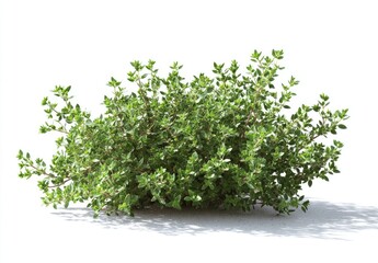 Obraz premium Close-up of a vibrant thyme plant