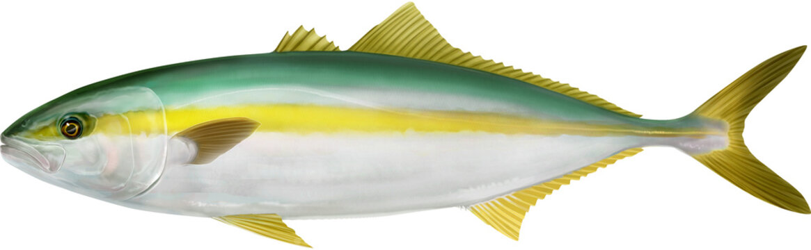 Salt water fish Kingfish. Yellowtail amberjack