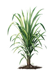 Fototapeta premium Lemongrass plant isolated on transparent background, vintage illustration.