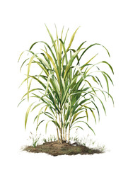 Lemongrass plant isolated on transparent background, vintage illustration.