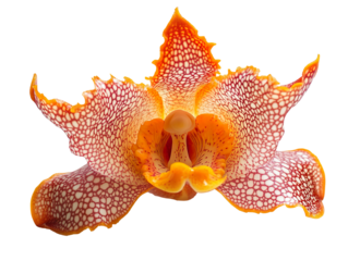 Vibrant red and orange orchid flower isolated on transparent background