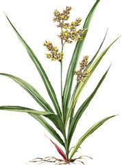 Fototapeta premium Lemongrass plant isolated on transparent background, vintage illustration.