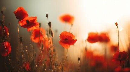 Obraz premium A vibrant sunset field adorned with red poppy flowers, bathed in warm golden light.