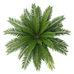 3d top down view of a lush green fern plant