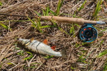 Fly fishing for chub on the river, rod and caught fish.