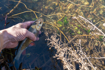 Fly fishing for chub on the river, rod and caught fish.