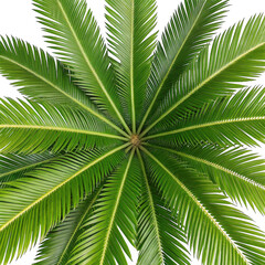 3d abstract palm frond pattern