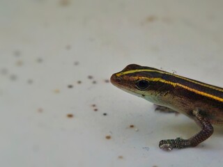 Small yellow-striped Kadai skink on a clean white background. A detailed close-up of this exotic reptile, suitable for wildlife, animal, or educational concepts.
