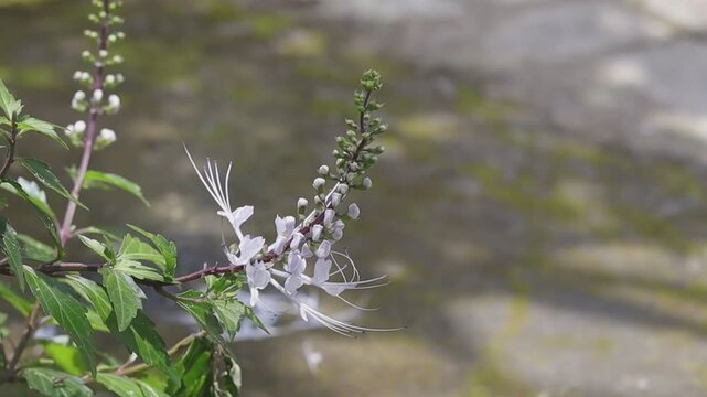 White Cat's whiskers or Java tea (Orthosiphon aristatus) flowers moving in the wind, macro, blurred background