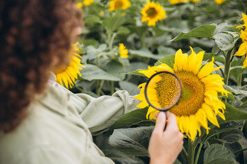 Agronomist examining sunflower with magnifying glass in field