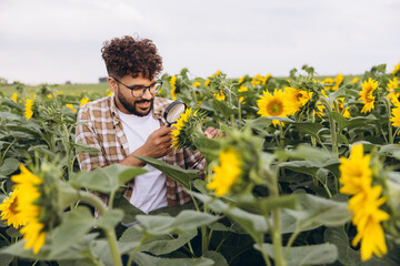 Agronomist inspecting sunflowers with magnifying glass in field