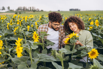 Agronomists working in sunflower field examining plants