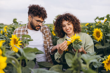 Agronomists checking sunflowers in a field