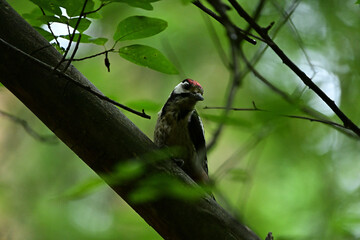 A woodpecker sits on a tree branch in the forest.
