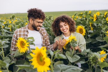 Agronomists examining sunflowers in a field