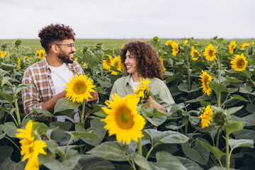 Agronomists examining sunflowers in a field