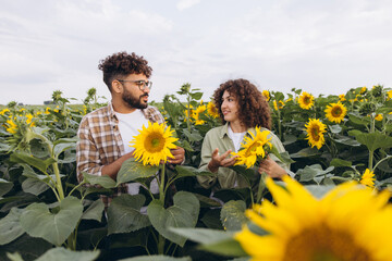 Agronomists examining sunflowers in cultivated field