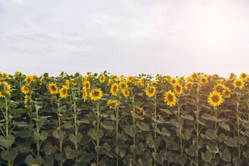 Sunflowers growing in a field under a cloudy sky
