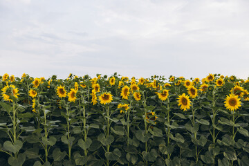 Sunflowers blooming in a field under a cloudy sky