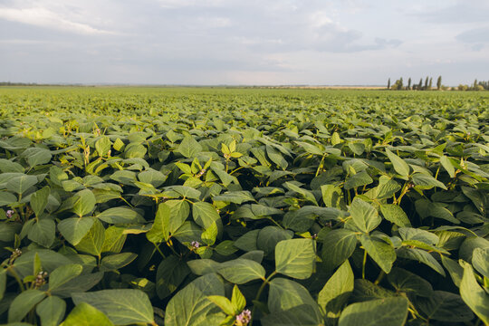 Soybean field growing under cloudy sky in summer