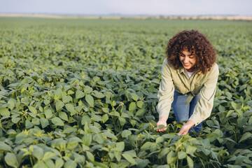 Agronomist woman inspecting soybean plants in cultivated field