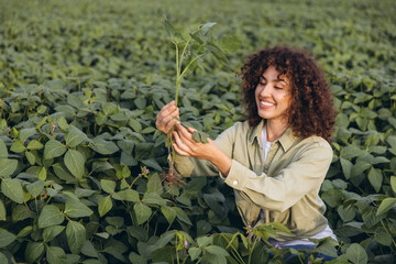 Agronomist woman examining soybean plant in cultivated field