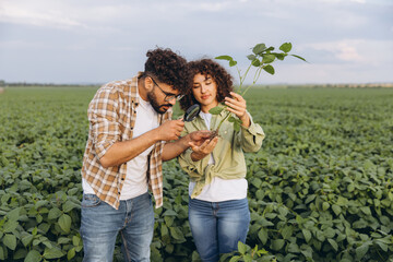 Interracial team of agronomists examining soybean plant in cultivated field
