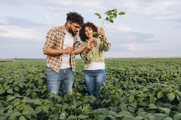 Agronomists examining soybean plants in cultivated field