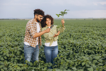Interracial Team of Agronomists Examining Soybean Plant in Cultivated Field