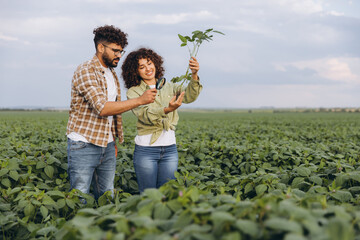 Agronomists examining soybean plant in cultivated field
