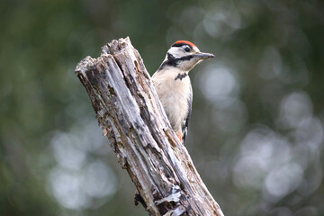 A close up of a great spotted woodpecker as it perched on a tree stump. A natural out of focus background has space for text copy