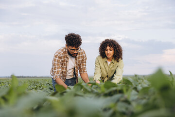 Interracial agronomists examining soybean plants in cultivated field