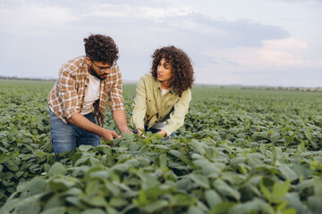 Interracial team of agronomists examining crops in soybean field